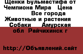 Щенки Бульмастифа от Чемпиона Мира › Цена ­ 1 000 - Все города Животные и растения » Собаки   . Амурская обл.,Райчихинск г.